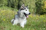 ALASKAN MALAMUTE 432